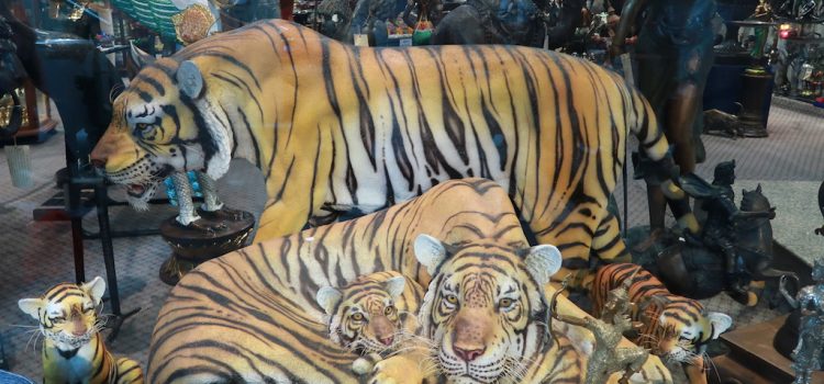 Thai tigers